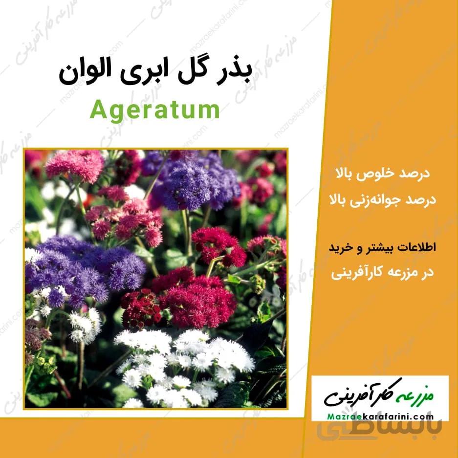 بذر گل ابری الوان