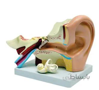 مولاژ آناتومی گوش انسان