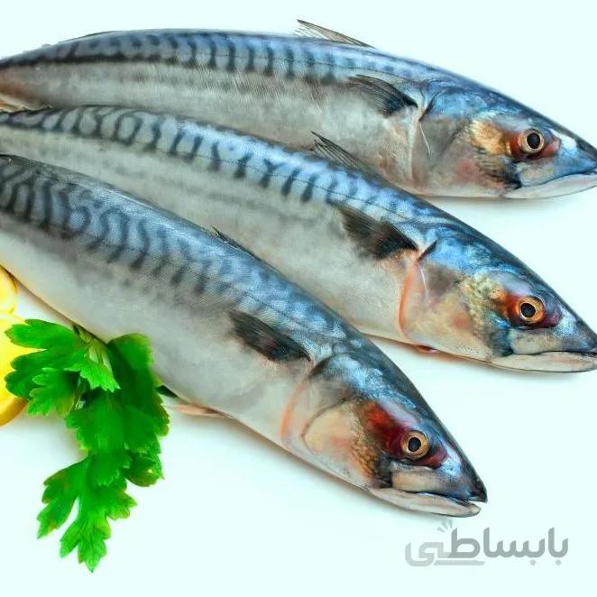 ماهی شیر