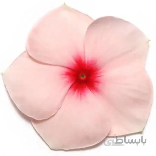 بذر گل پریوش صورتی