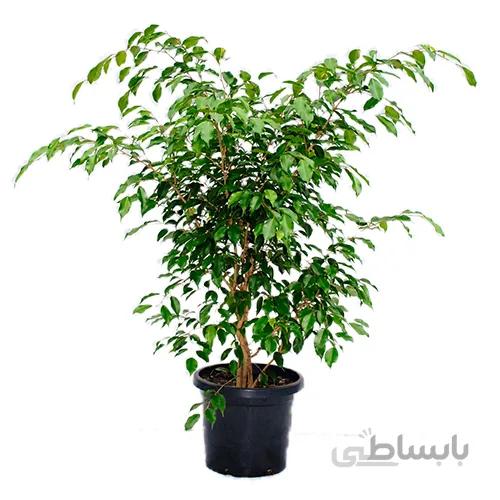 گل فیکوس بنجامین سطل 4