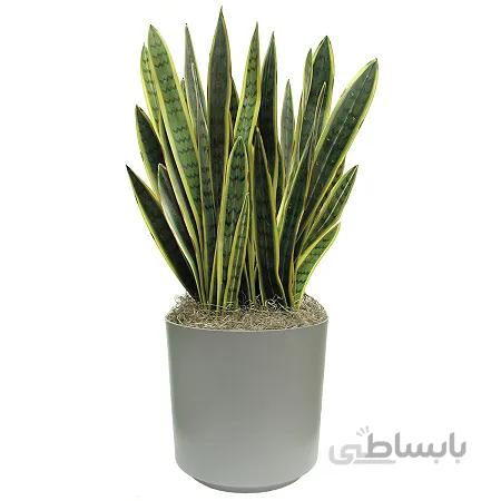 خرید سانسوریا ابلق پرشاخه