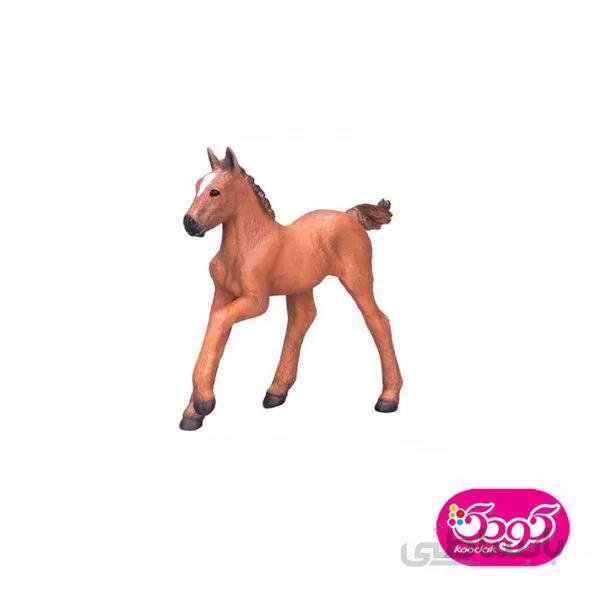 کره اسب عربی 381019 – حیوانات موجو