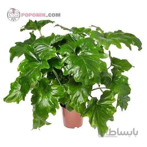 بذر برگ انجیری فر