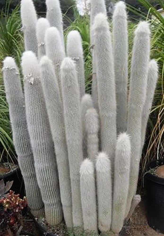 بذر کلیستو کاکتوس استراوسی ده عدد