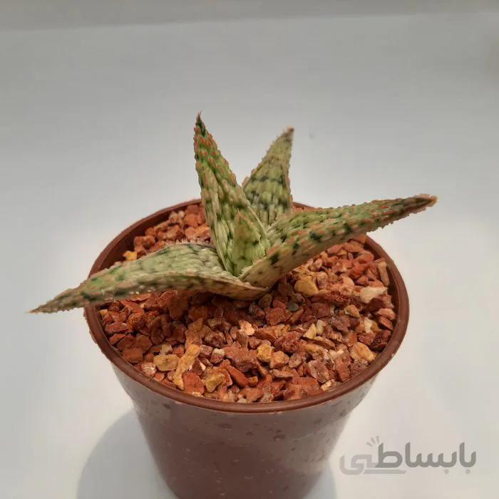 الویه خاص بسیار با ارزش