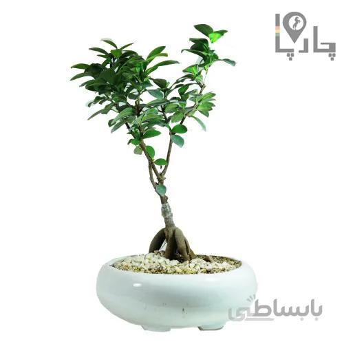 بونسای(بن سای) جنسینگ بالای ۳ سال