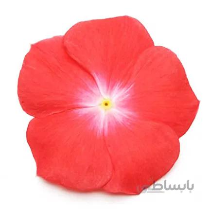 بذر گل پریوش xp orange