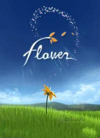 سی دی کی اورجینال Flower