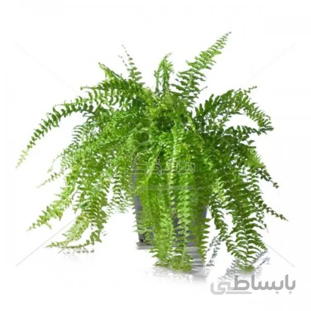 گیاه آپارتمانی سرخس