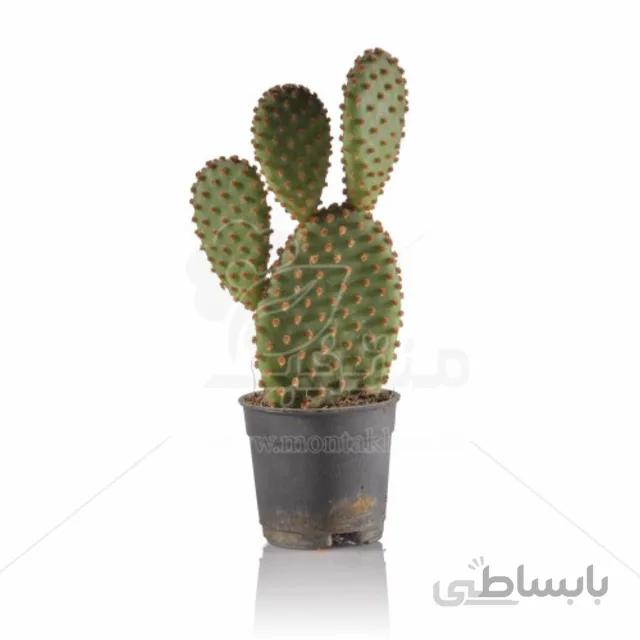 کاکتوس اپونتیا میکروداسیس (تیغ زرد) 18 سانتی متری