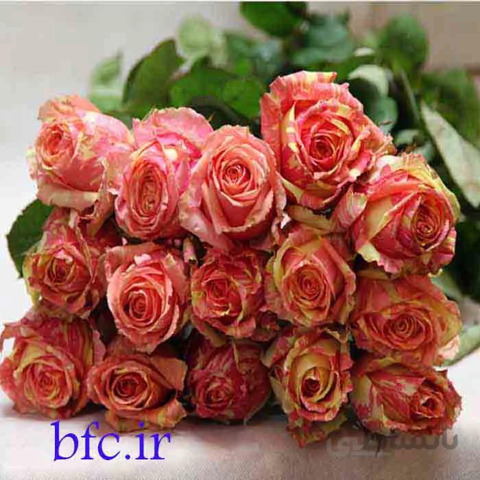 دسته رز