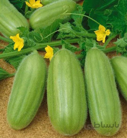 بذر خیار ایتالیایی Carosello Barese بسته 10 عددی