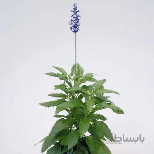 بذر مریم گلی گل آبی