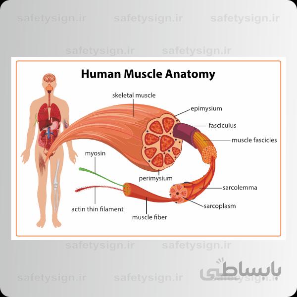 4610-آناتومی بدن – اجزاء ماهیچه ها