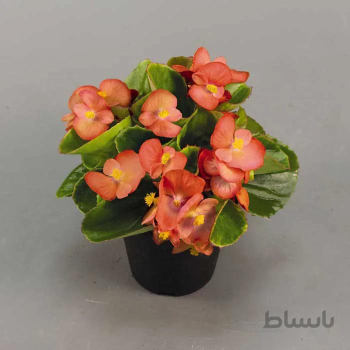 بذر بگونیا عروس گل درشت نارنجی