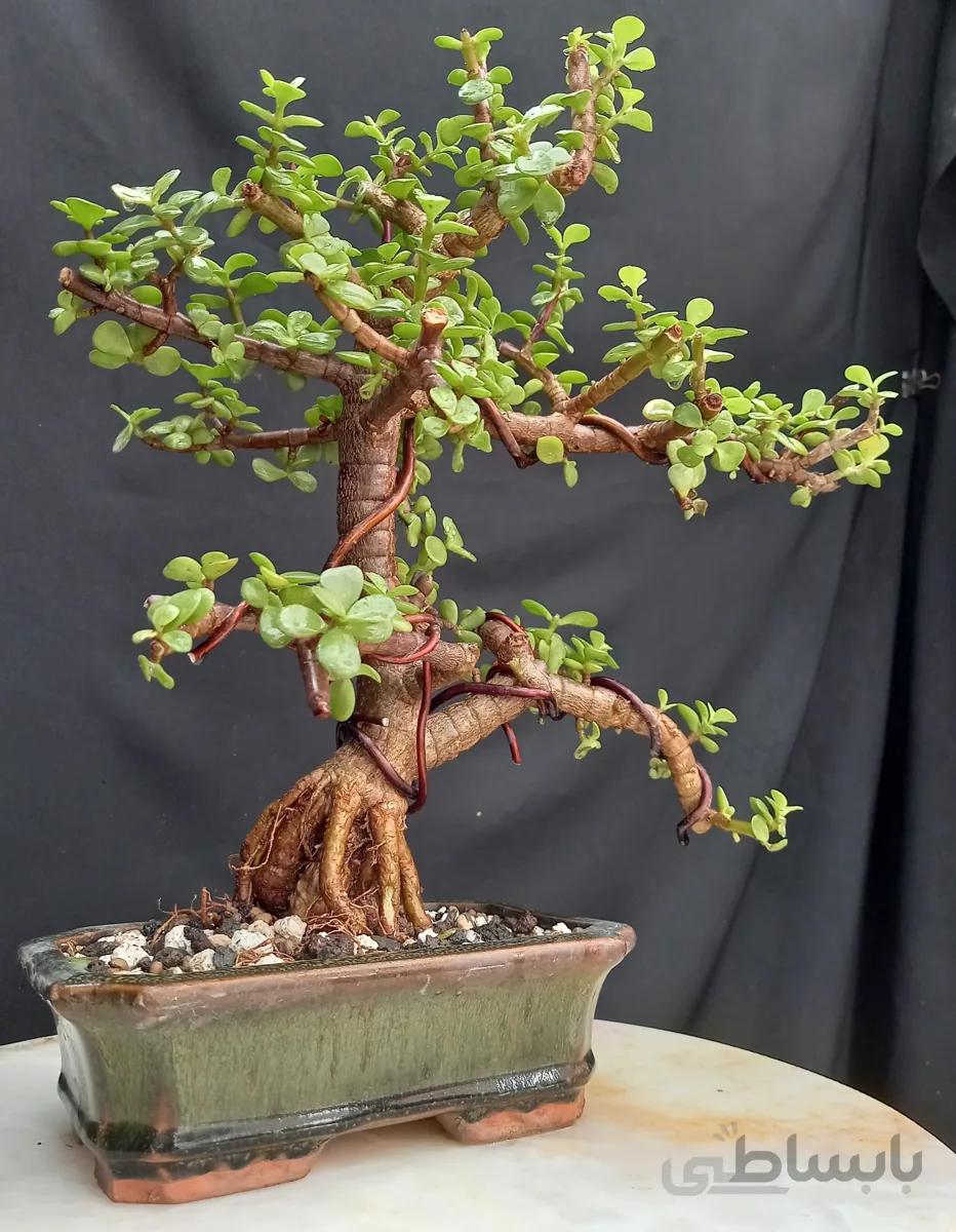 بنسای کراسولا خرفه ( پرتولاکاریا) کلکسیونی ۱۴ ساله ا Pertolacaria bonsai