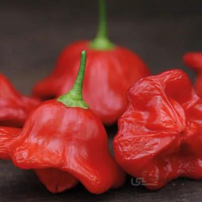 بذر فلفل زنگوله ای قرمز آمریکایی بسته 10 عددی
