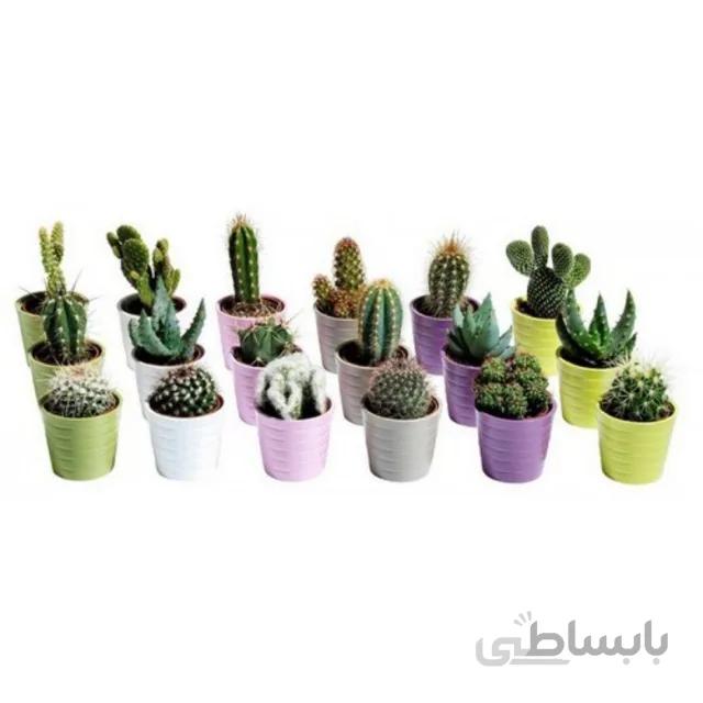 بذر کاکتوس مخلوط