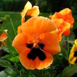 بذر گل بنفشه نارنجی
