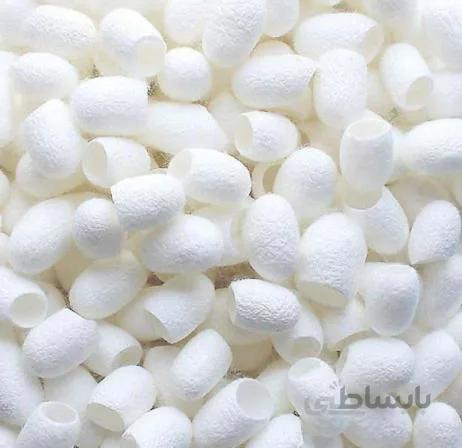 پیله ابریشم