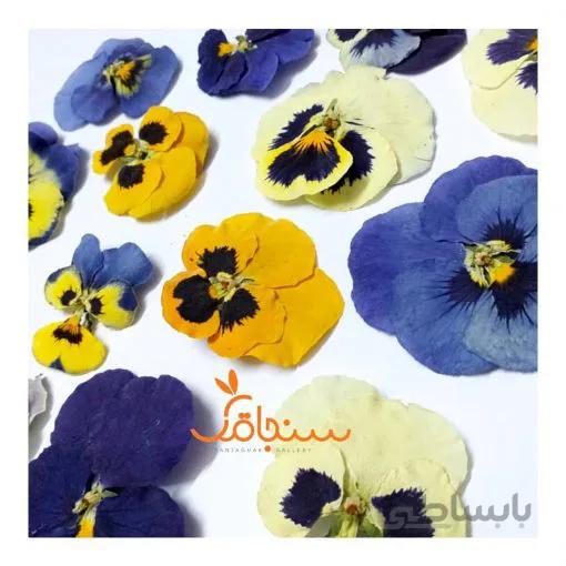 بنفشه(۵عدد)