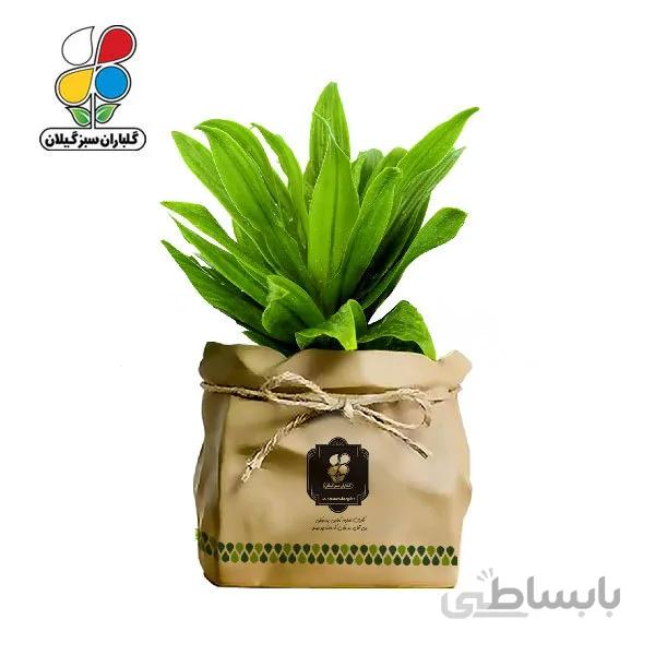 گیاه طبیعی دراسنا کامپکت گلباران سبز گیلان مدل GN12-17K