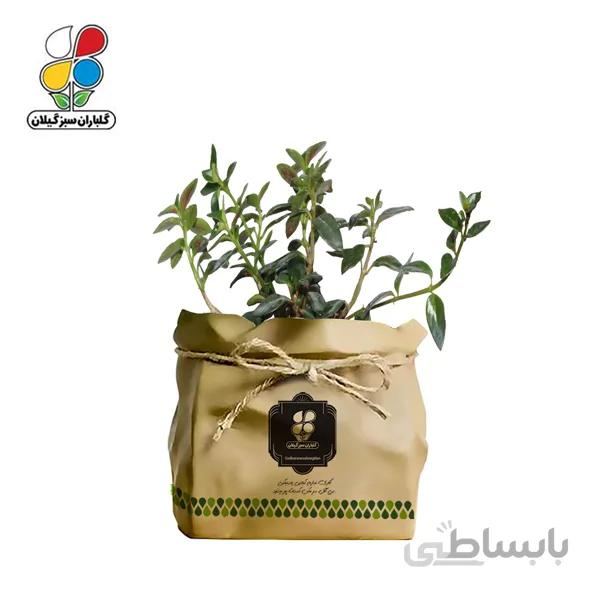 گیاه طبیعی کریسمس (نماتانتوس) گلباران