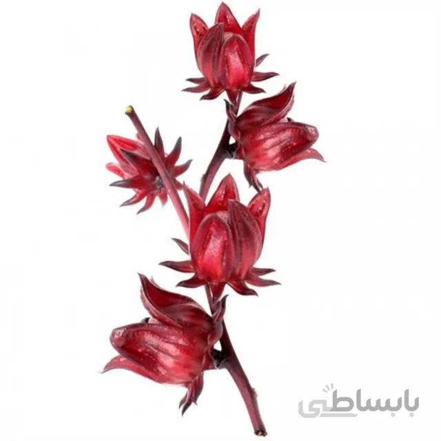 بذر گیاه چای ترش بسته ۳ گرمی