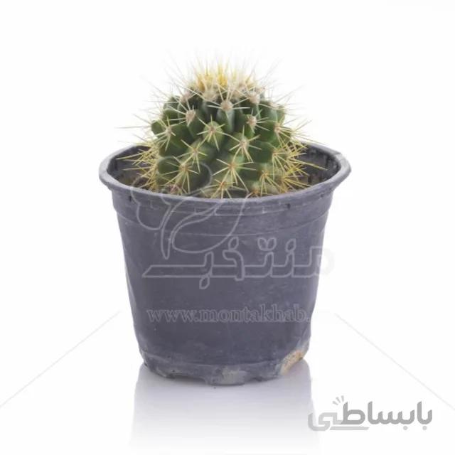 کاکتوس اچینو گروزنی تیغ زرد ارتفاع 12 سانیمتر