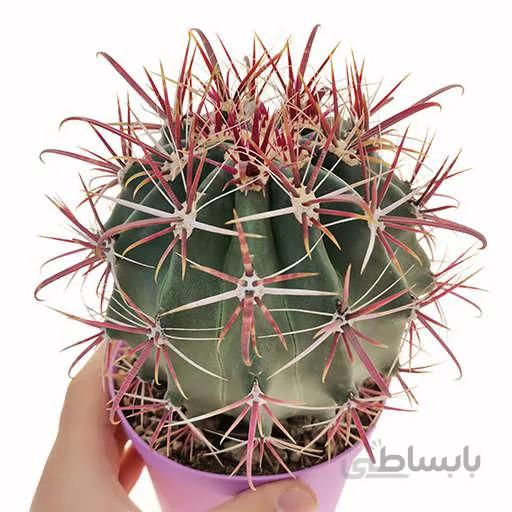 بذر کاکتوس فرو گراسیلیس
