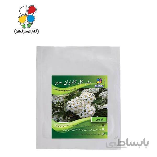 ( بسته 24 عددی ) بذر گل عروس بسته بندی بزرگ