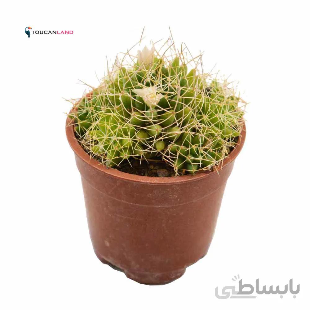 مامیاریا آشیانه