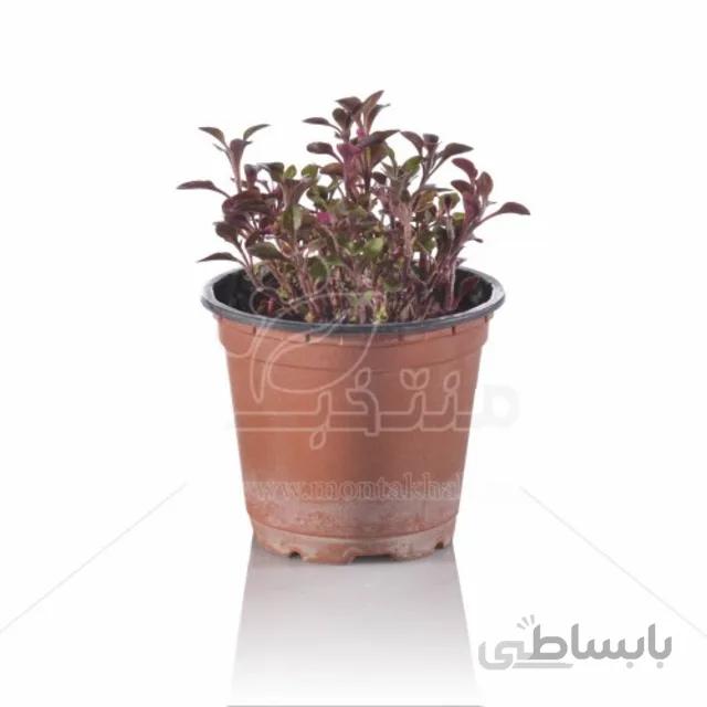 گیاه آپارتمانی رویال (آلترنانترا) 11 سانتی متری