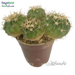 کاکتوس اچینو تگزنسیس عمده فروشی