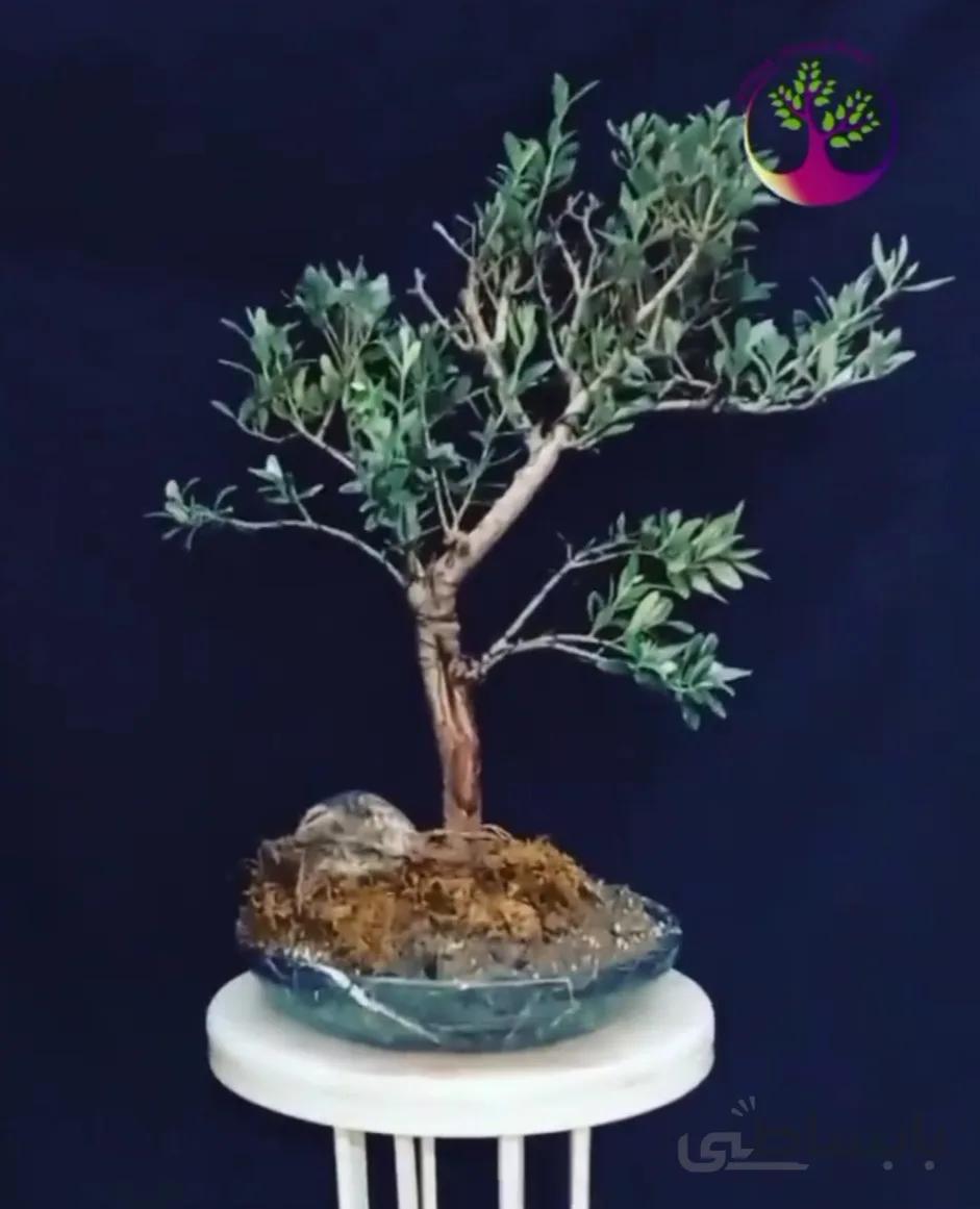 بنسای زیتون میوه دار در گلدان تمام مرمر ا Zeytun bonsai