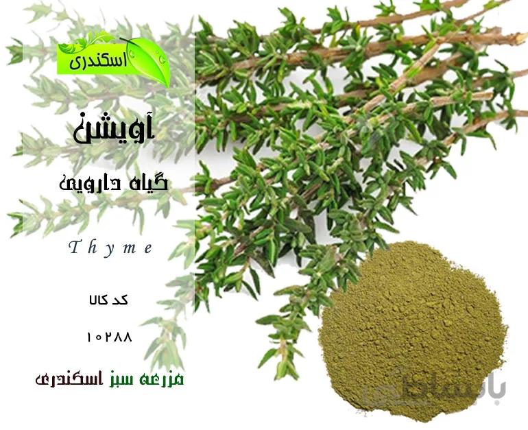 آویشن شیرازی