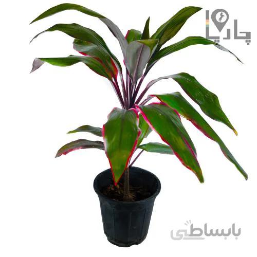 گیاه آپارتمانی کوردیلین