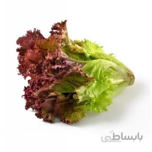 بذر کاهو فر قرمز