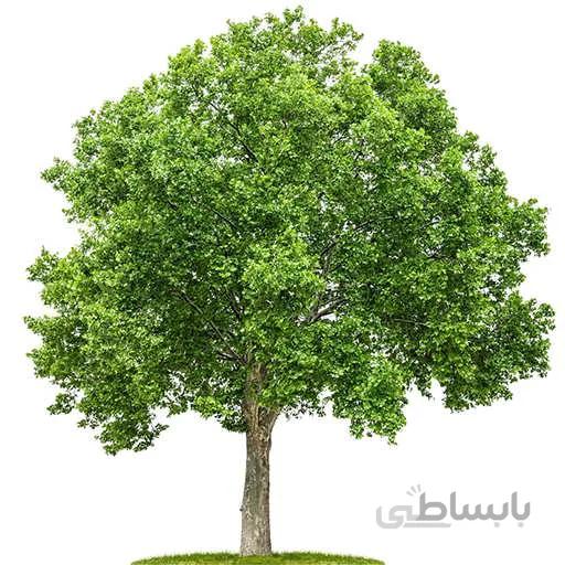 بذر درخت چنار
