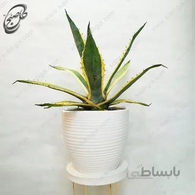 سفارش گل آنلاین – آگاو برگ خنجری A-016