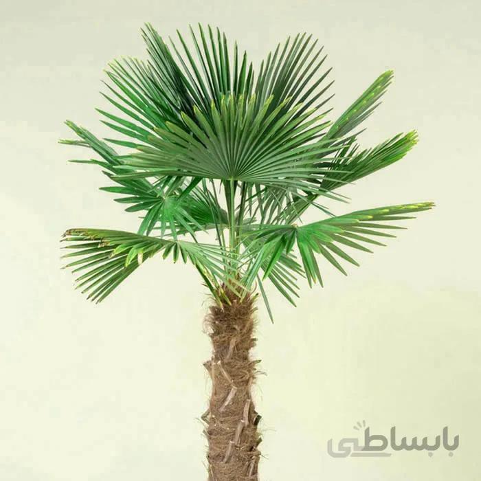 بذر نخل آسیابی