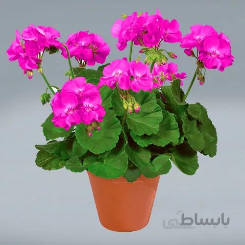 بذر شمعدانی بنفش