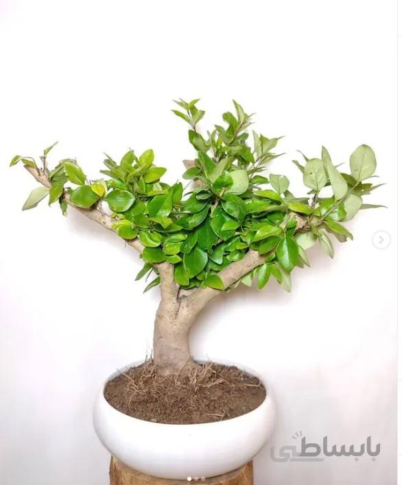 یاس هلندی ( درختچه زینتی )