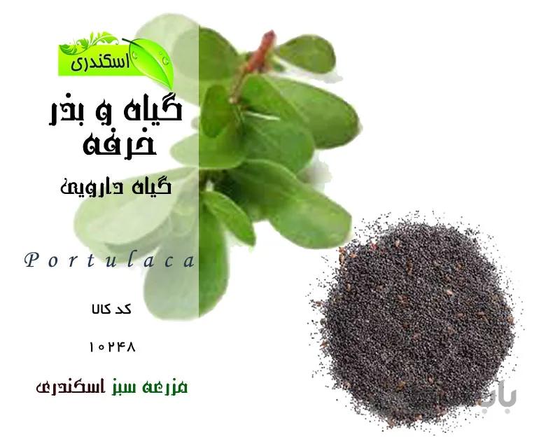 گیاه خرفه