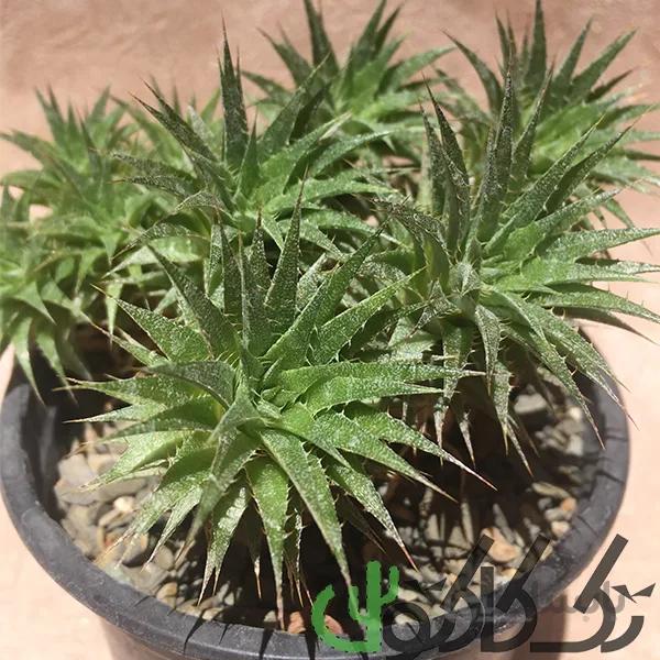 بذر ابرومیتیلا بروملی ایسی ای ده عدد