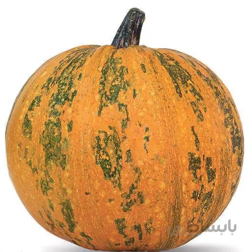بذر کدو تنبل عمانی