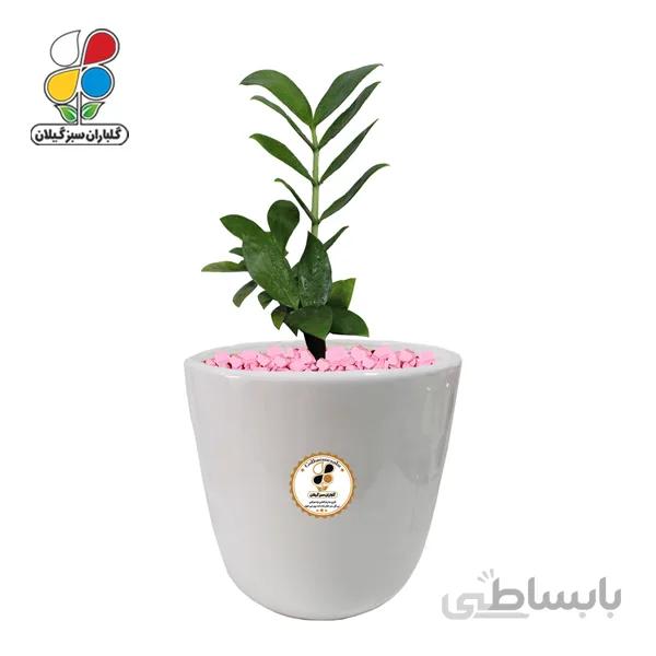 گیاه طبیعی زاموفیلیا سبز بزرگ مدل GN13-18L