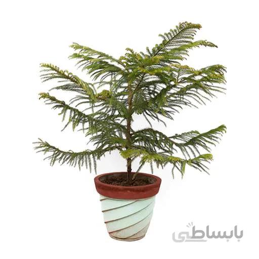 بذر کاج مطبق