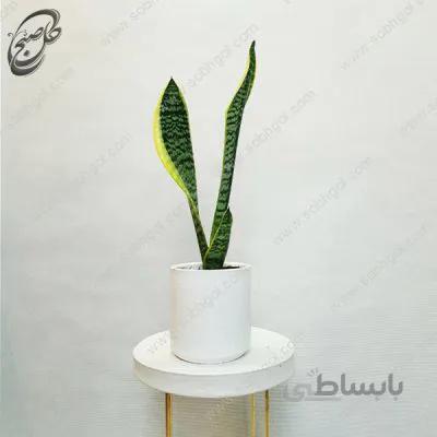 سفارش گل آنلاین – سانسوریا کراواتی ابلق طرح S-012